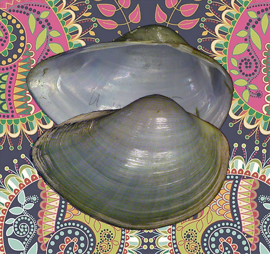 Assamnaia involuta