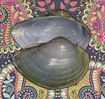 Assamnaia involuta