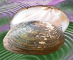 Lasmigona costata