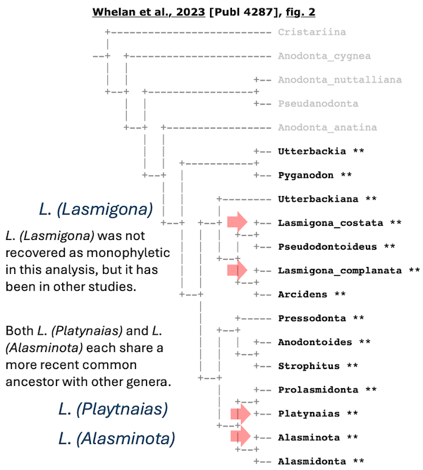 Cladogram from the cladomics analysis of Whelan et al. (2023), fig. 2 for the Alasmidontina.