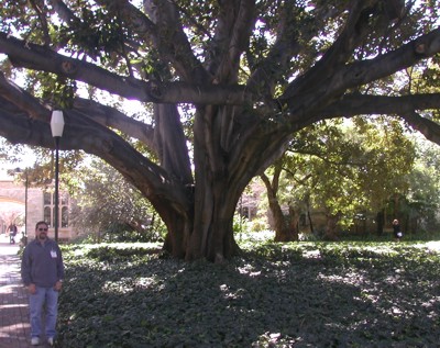 Kevin Cummings and a rubber tree