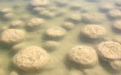 Lake Clifton thrombolites