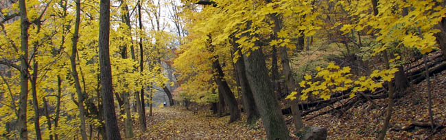 The fall colors of Philadelphia.