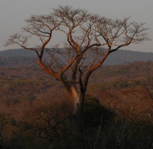 another big baobab