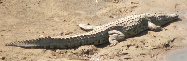 crocodile