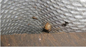 a resting land snail under the roof